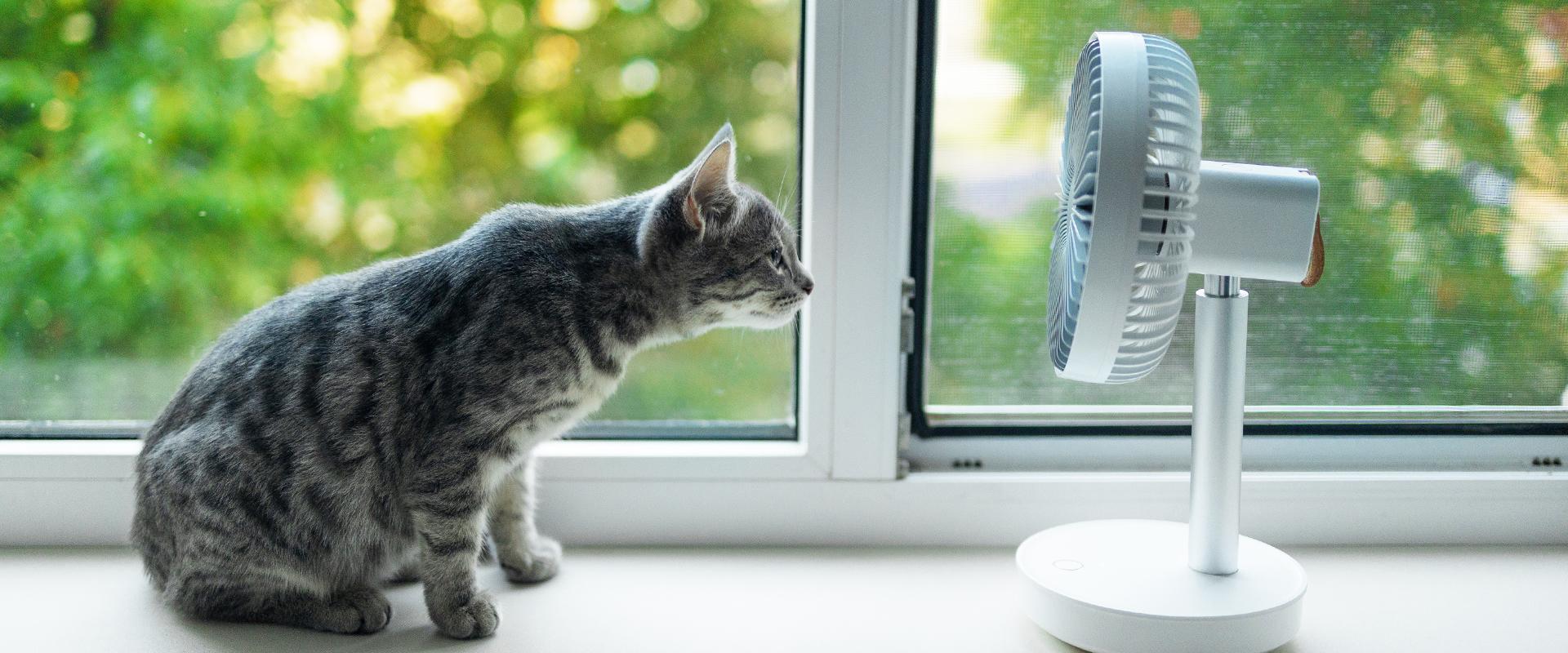 Cães e Gatos sentem calor? Saiba como identificar!